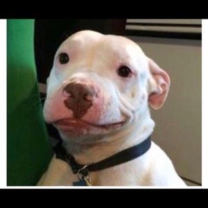 Meet your Posher, Luis